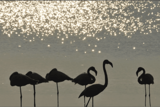 Anello Valli di Comacchio – 55 km di natura, storia e silenzi d’acqua - Slide 3