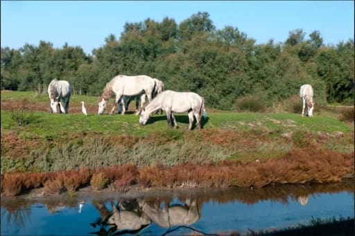 Anello Valli di Comacchio – 55 km di natura, storia e silenzi d’acqua - Slide 4